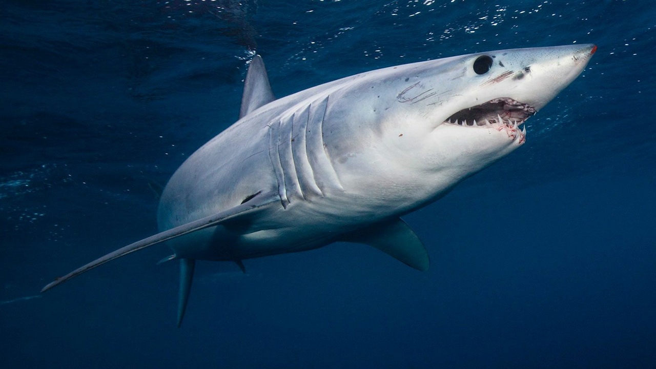 Ученые открыли новый вид акул, доминировавших в море после динозавров