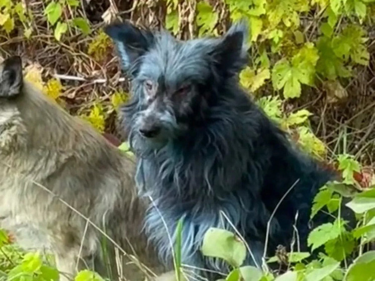 Собаки в Чернобыле неожиданно посинели: волонтеры ищут причину аномалии